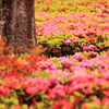 つどいの丘：キリシマツツジの植え込み２