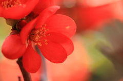 木瓜の花