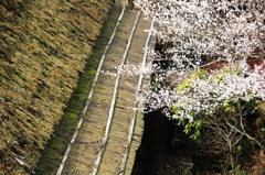 茅葺屋敷の梅２