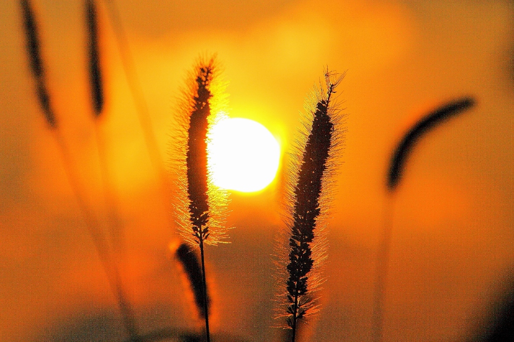 ネコジャラシ：夕陽の彩り 