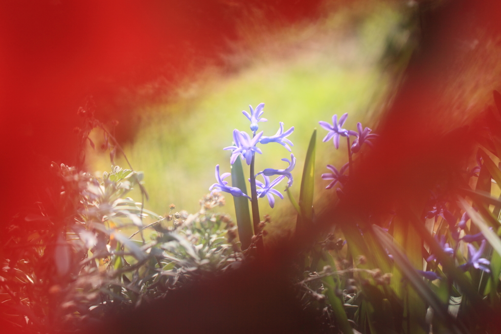 花の覗き窓