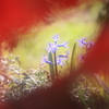 花の覗き窓