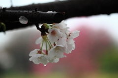 雨中の桜