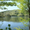 三河湖の新緑