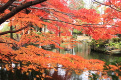 日本庭園の紅葉