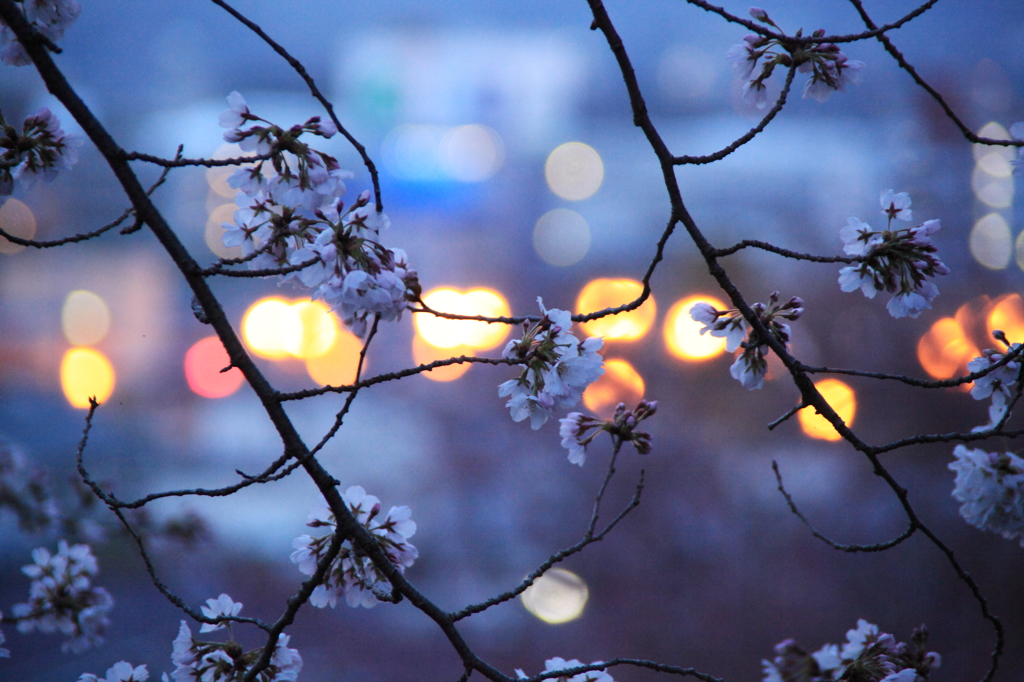 朧桜