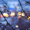 朧桜