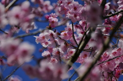 緋桜