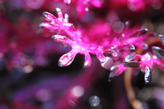 花ヒトデ？