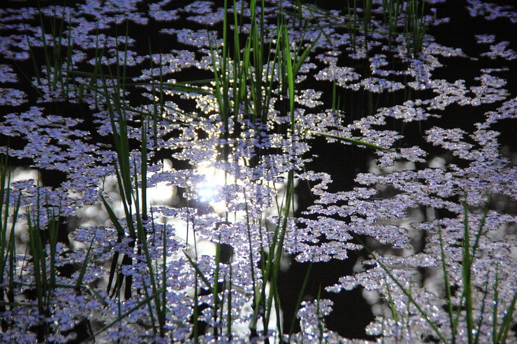  高遠城址公園：輝く水面の花弁