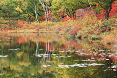 志賀高原：丸池の紅葉２