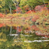 志賀高原：丸池の紅葉２