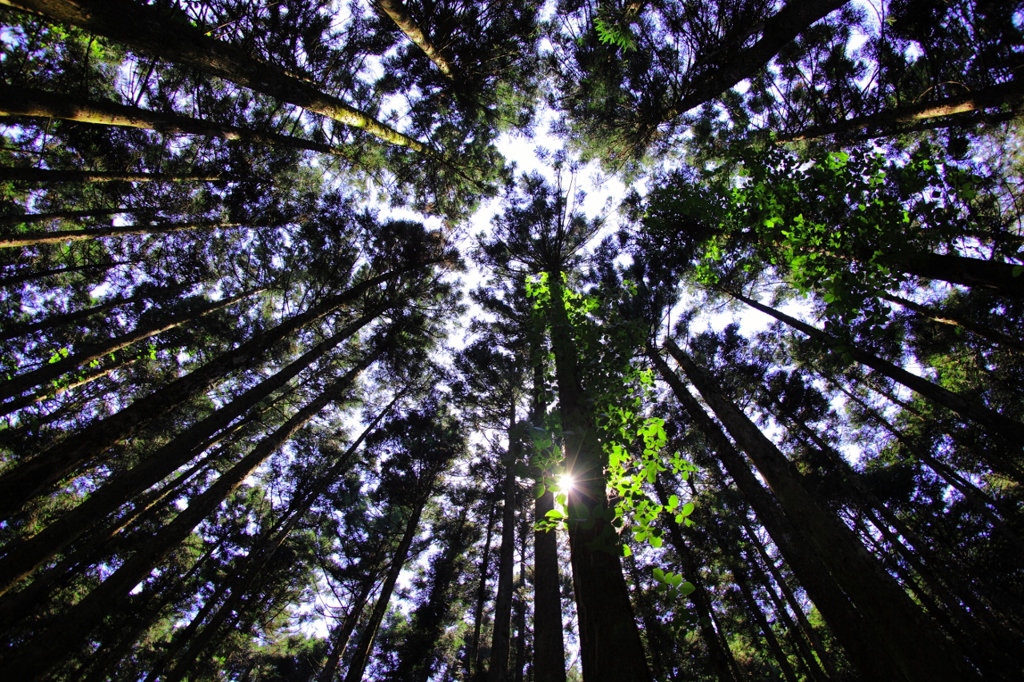旧伊勢神トンネルへの杉林 