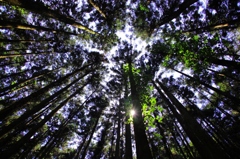 旧伊勢神トンネルへの杉林 