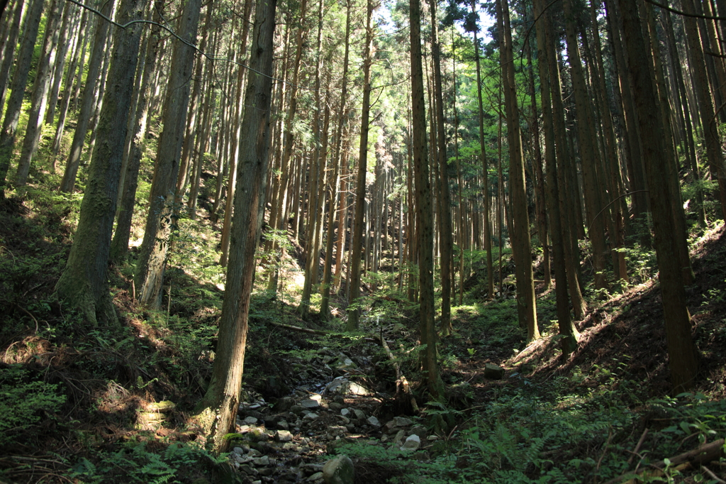 オゾンの森