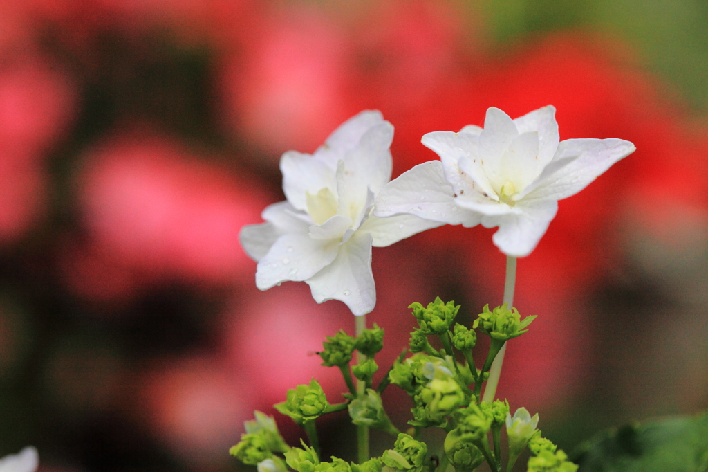 墨田の花火