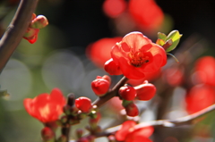 今が花盛り～～