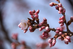 ハルメキて　桜の花　一輪咲く
