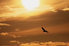 夕陽に向かって～～2 (1280x853)