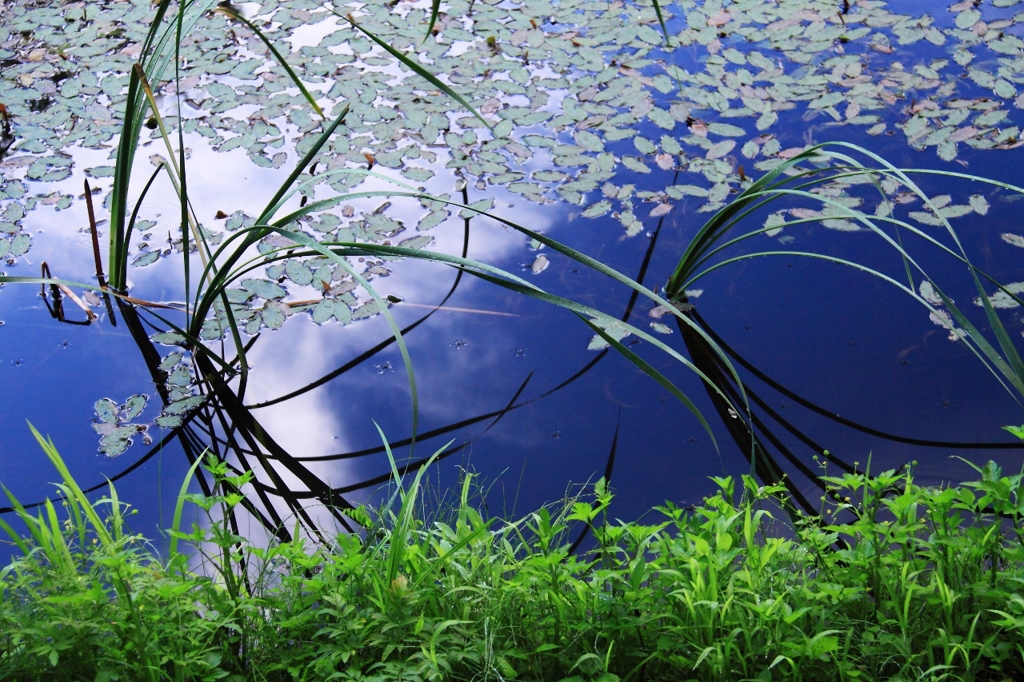 水面の浮き草と葦 