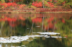 志賀高原：丸池の紅葉