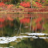 志賀高原：丸池の紅葉
