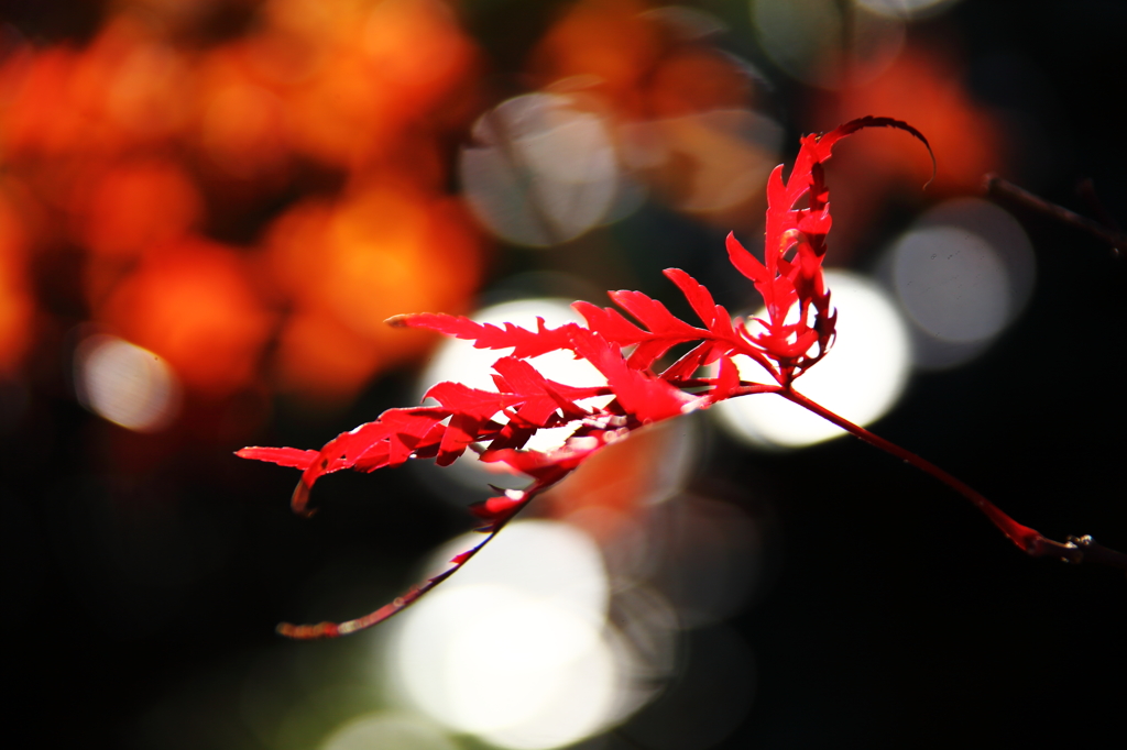 我が家の紅葉