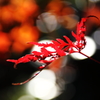 我が家の紅葉