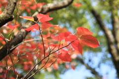 爽やかな花水木の紅葉