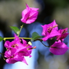 ブーゲンビリア