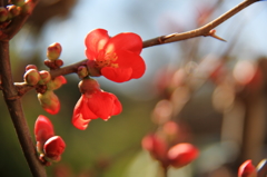 木瓜の花