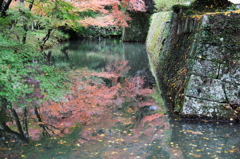 松平東照宮の紅葉