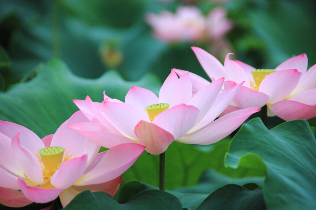 蓮の花２