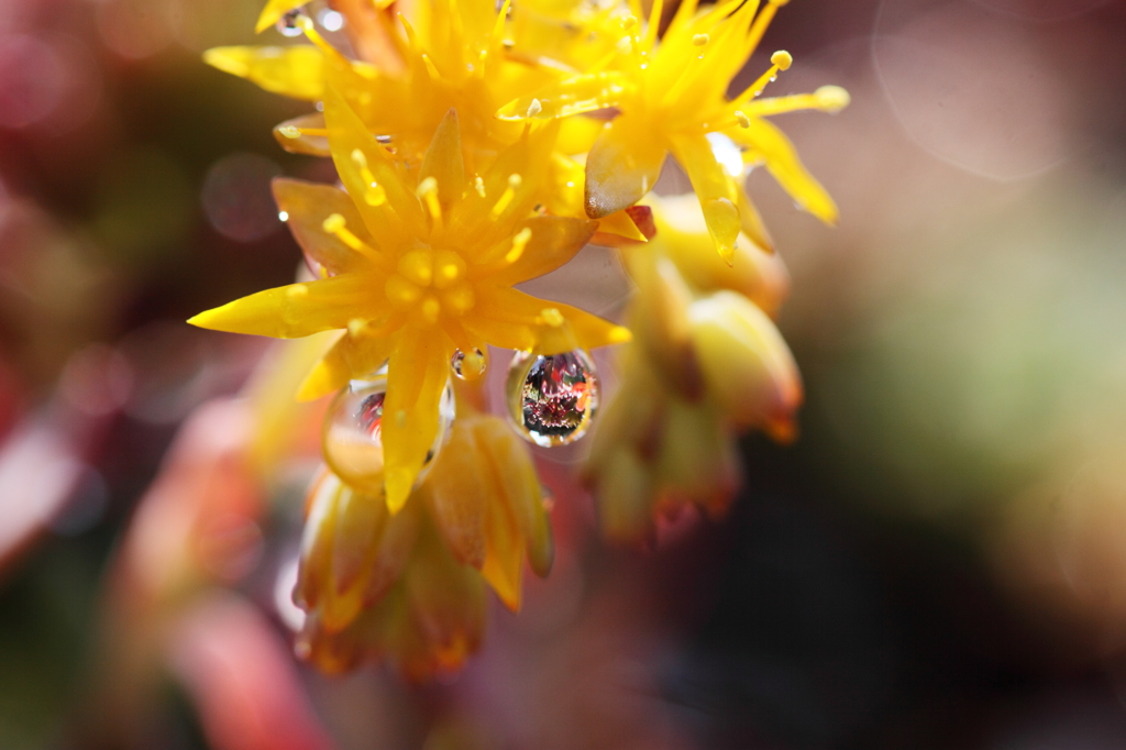 サボテンの花雫