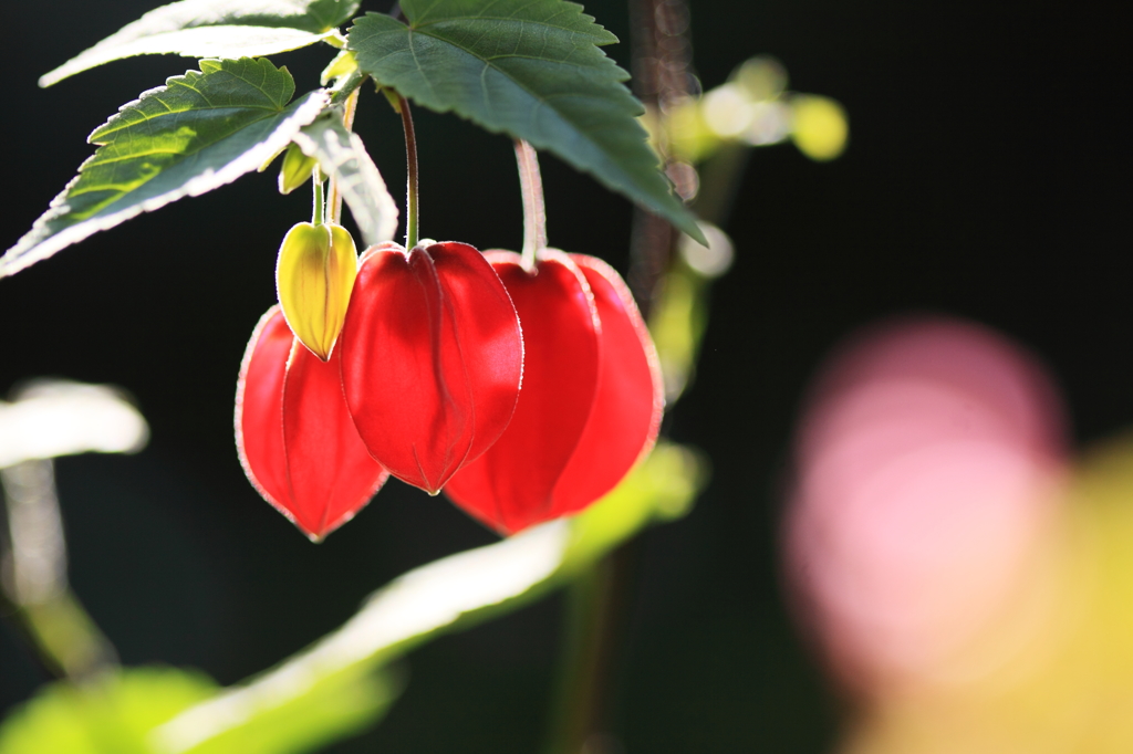 紅の花灯