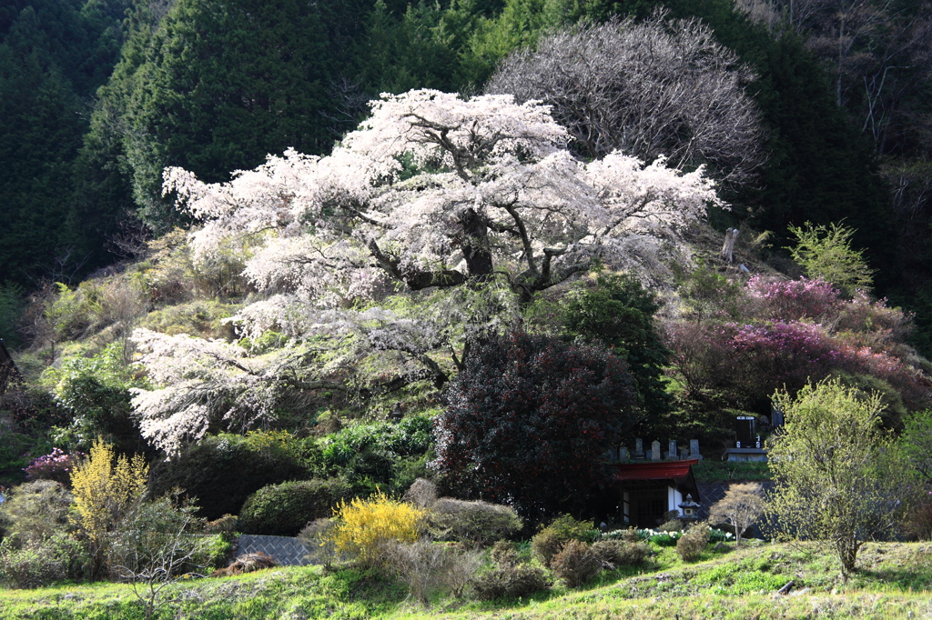 満開の西丸尾の桜