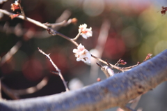四季桜冬の舞