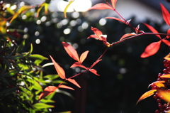 南天の紅葉