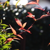 南天の紅葉