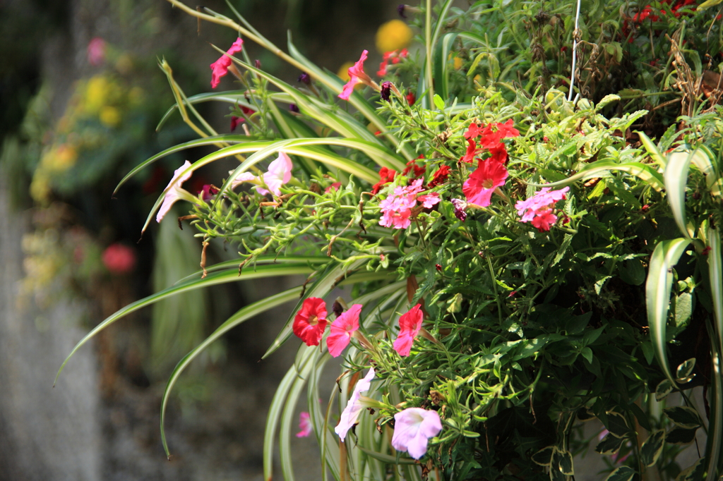 花飾り～～