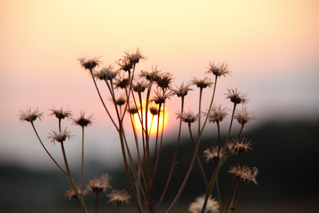 夕陽と雑草