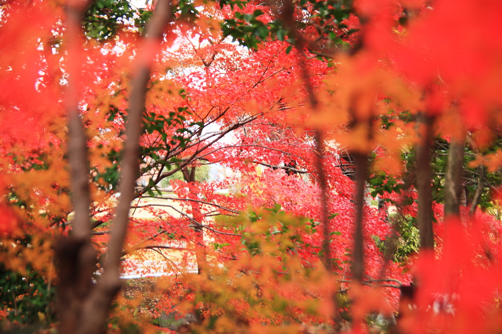 紅葉真っ盛り～～