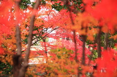 紅葉真っ盛り～～