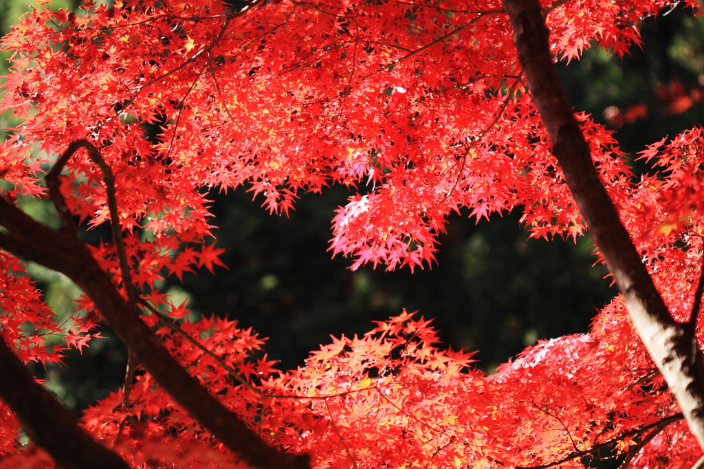 燃える紅葉