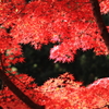 燃える紅葉