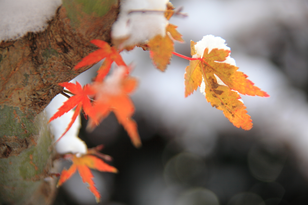 雪の紅葉