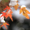雪の紅葉