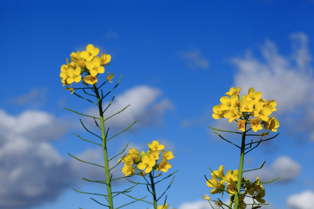 青空に菜の花