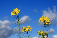 青空に菜の花