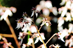 ユキノシタは花盛り